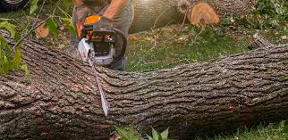 How Our Tree Care Process Works  in  Cadiz, KY