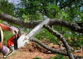 Leaf Removal Services in Cadiz, KY