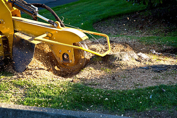 Best Aeration Services  in Cadiz, KY